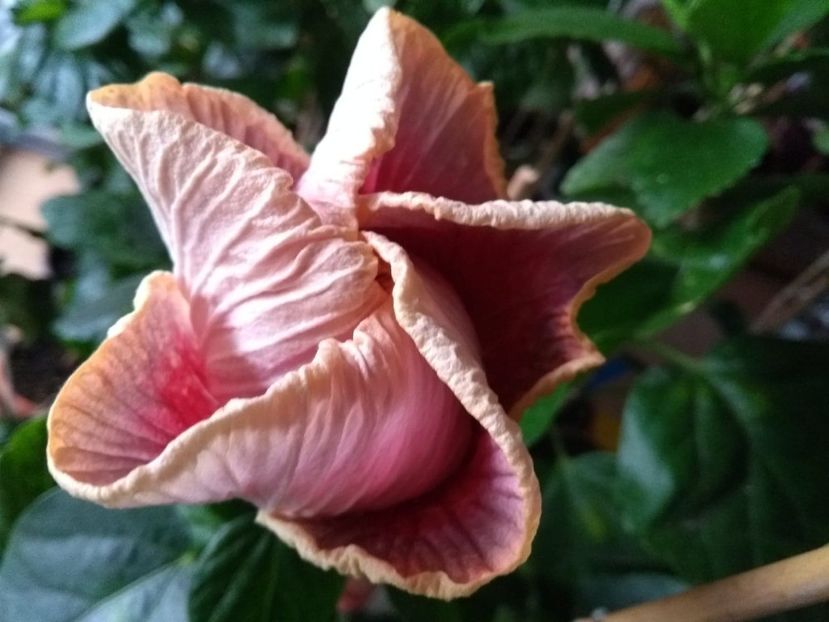  - Indian Divine Grace