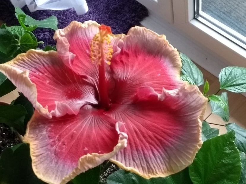  - Indian Divine Grace