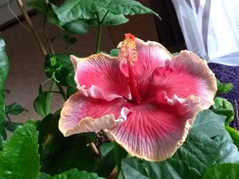  - Indian Divine Grace