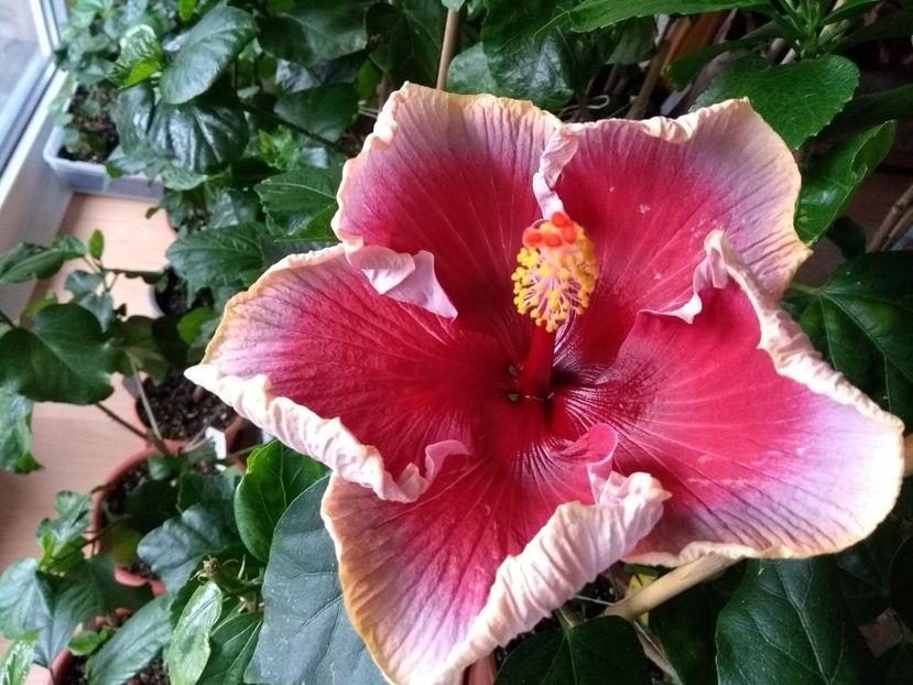  - Indian Divine Grace