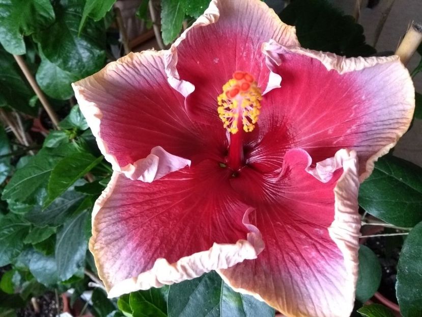  - Indian Divine Grace