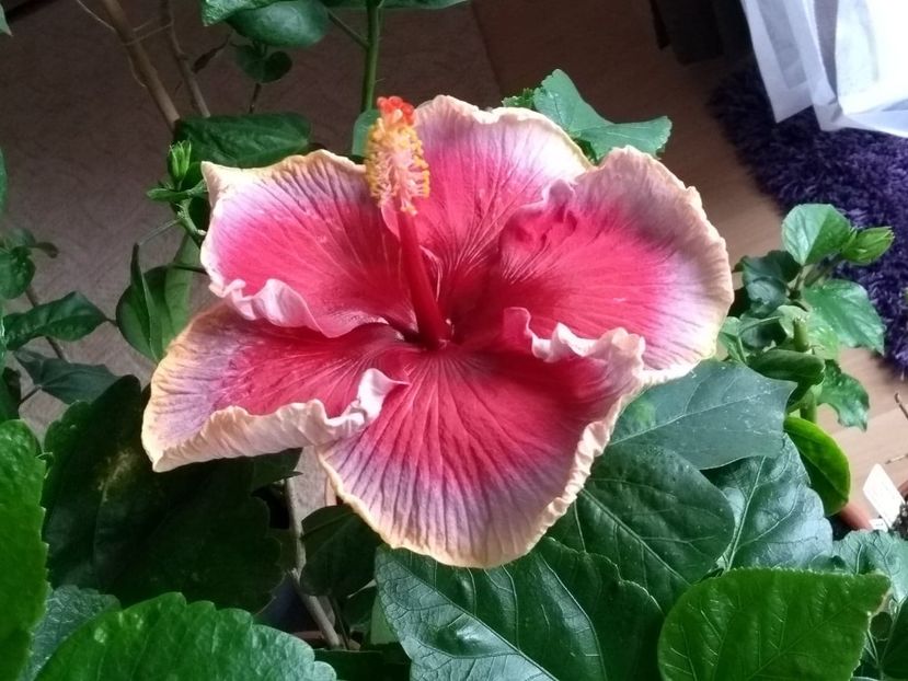  - Indian Divine Grace