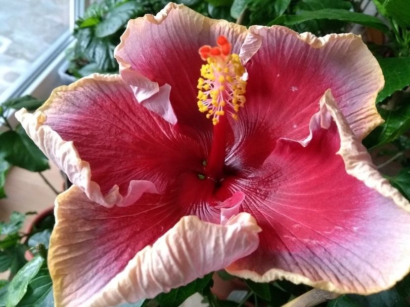  - Indian Divine Grace