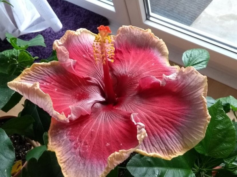  - Indian Divine Grace