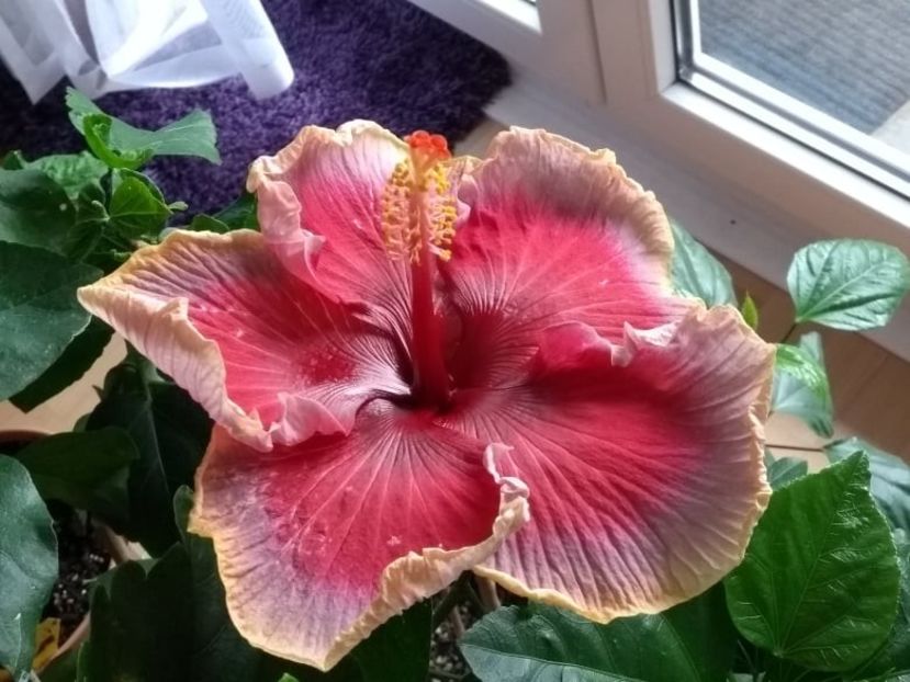  - Indian Divine Grace