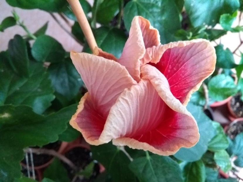  - Indian Divine Grace