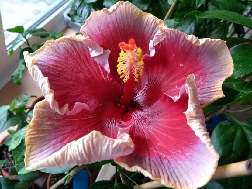  - Indian Divine Grace