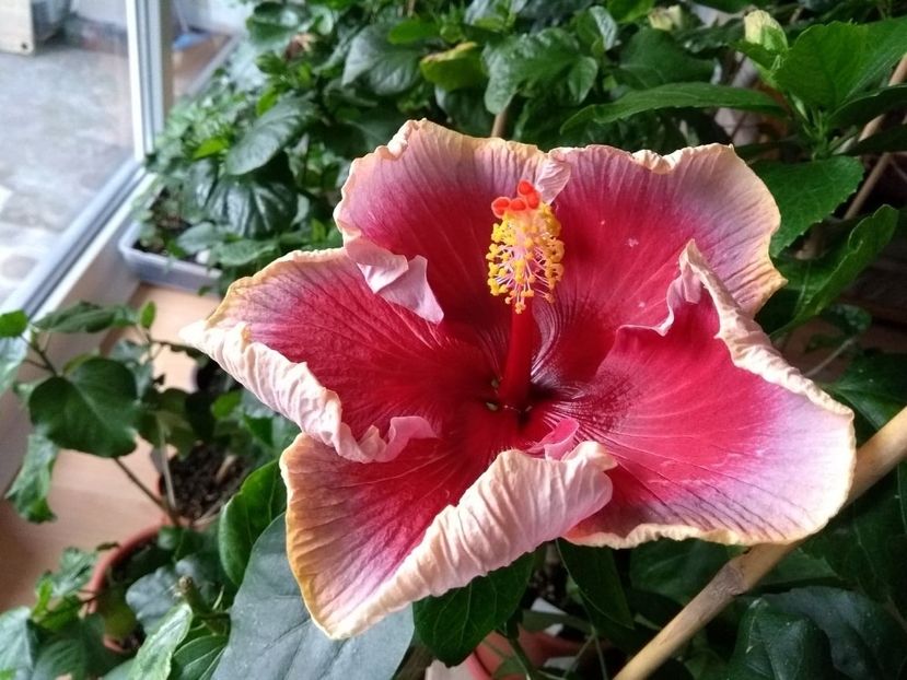  - Indian Divine Grace