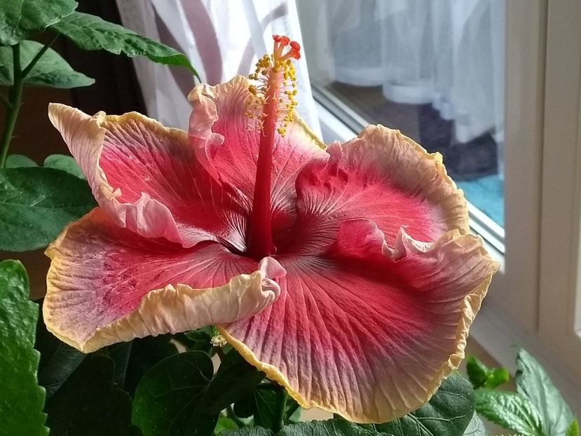  - Indian Divine Grace