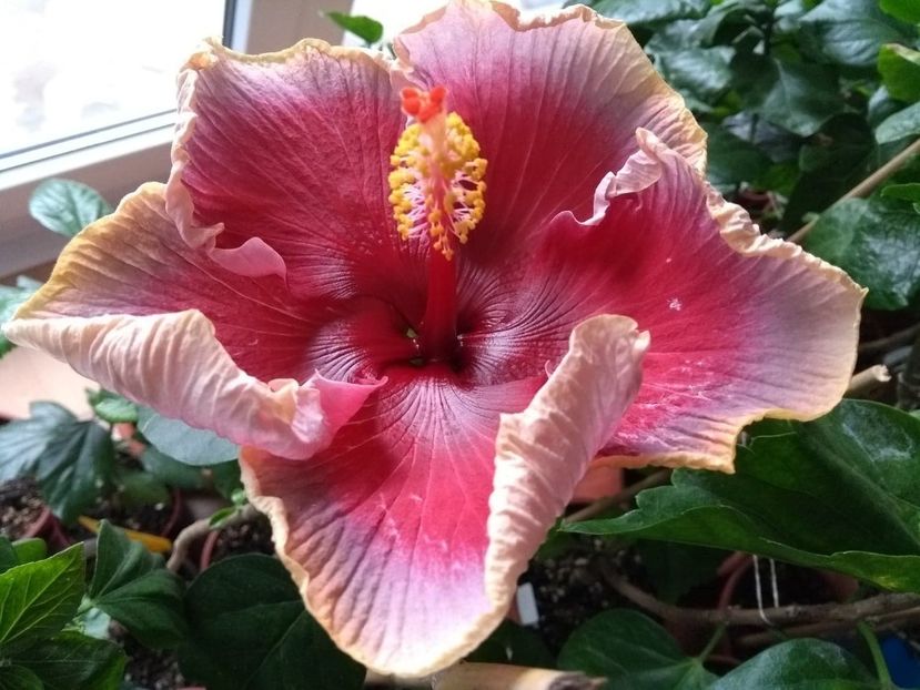  - Indian Divine Grace