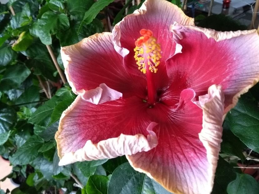  - Indian Divine Grace