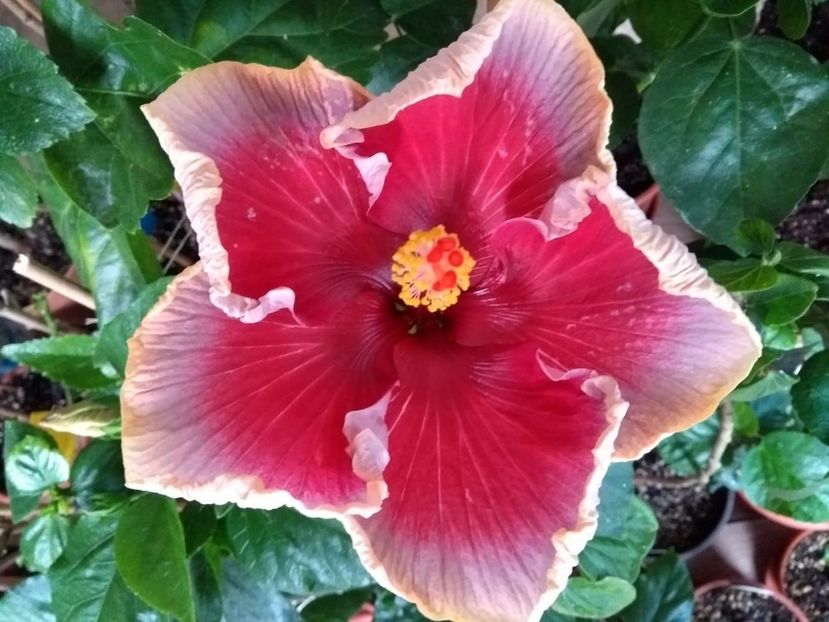  - Indian Divine Grace