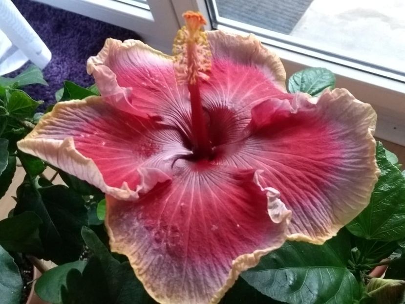  - Indian Divine Grace