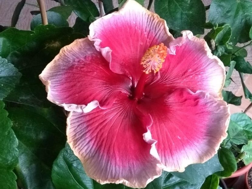  - Indian Divine Grace