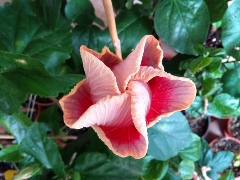  - Indian Divine Grace