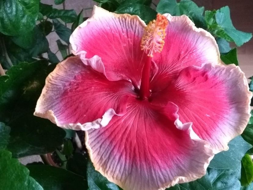  - Indian Divine Grace