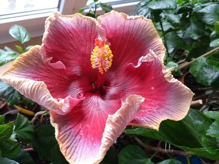  - Indian Divine Grace