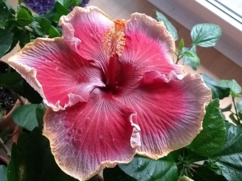  - Indian Divine Grace