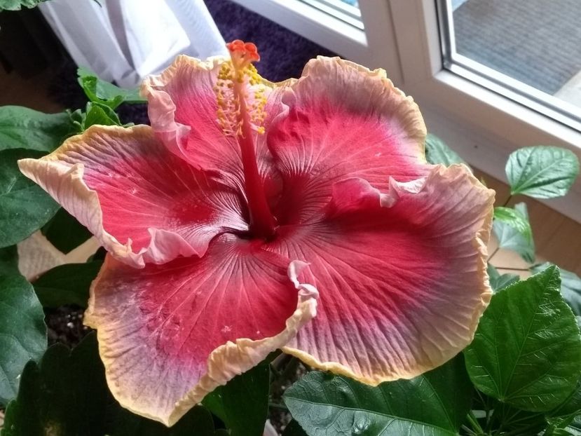  - Indian Divine Grace