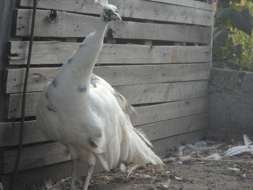  - PAUN SILVER PIED