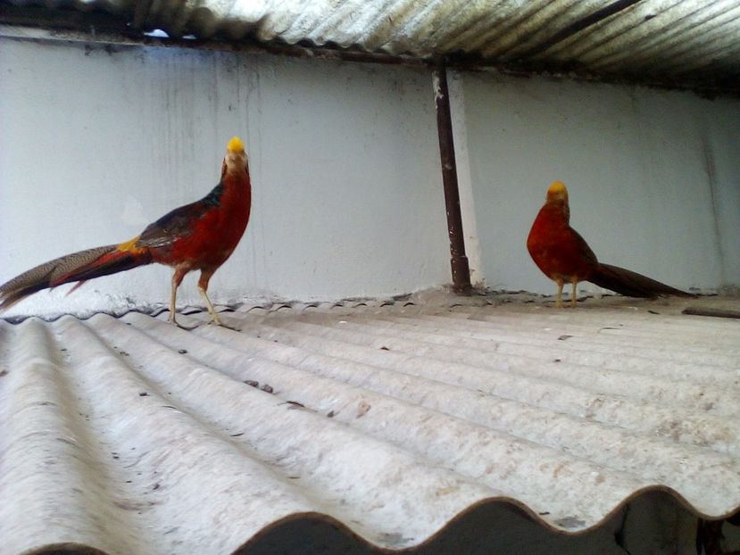  - Fazani de vanzare 2018