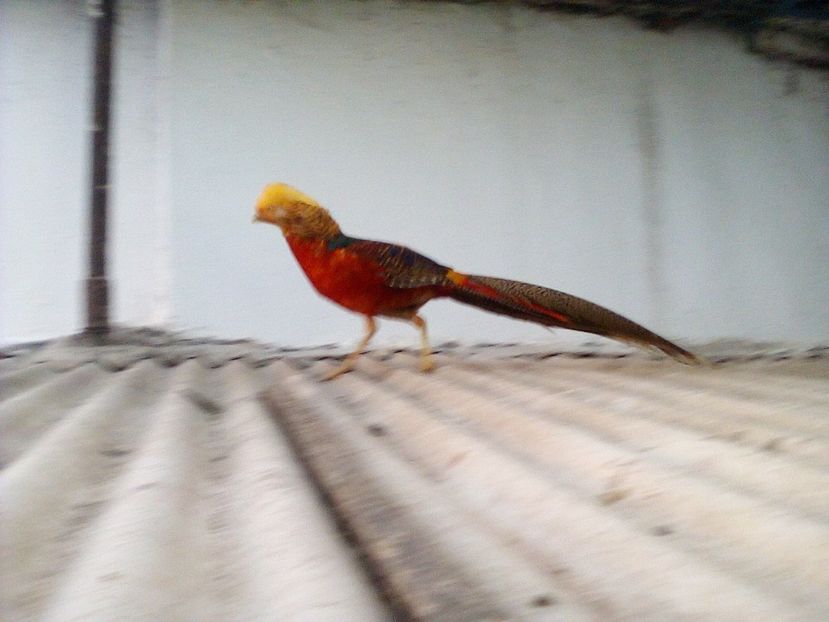  - Fazani de vanzare 2018