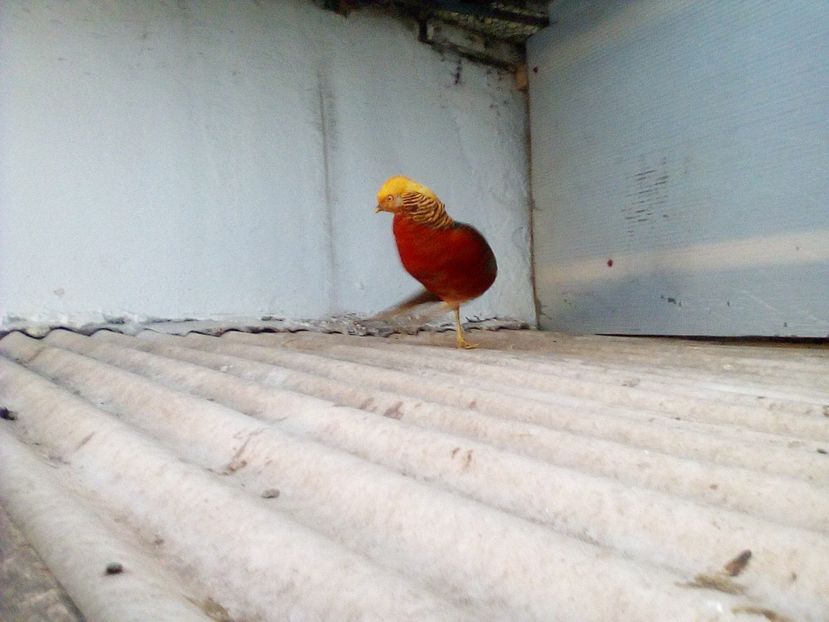  - Fazani de vanzare 2018