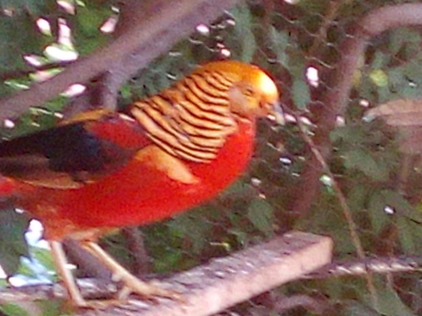  - Fazani de vanzare 2018