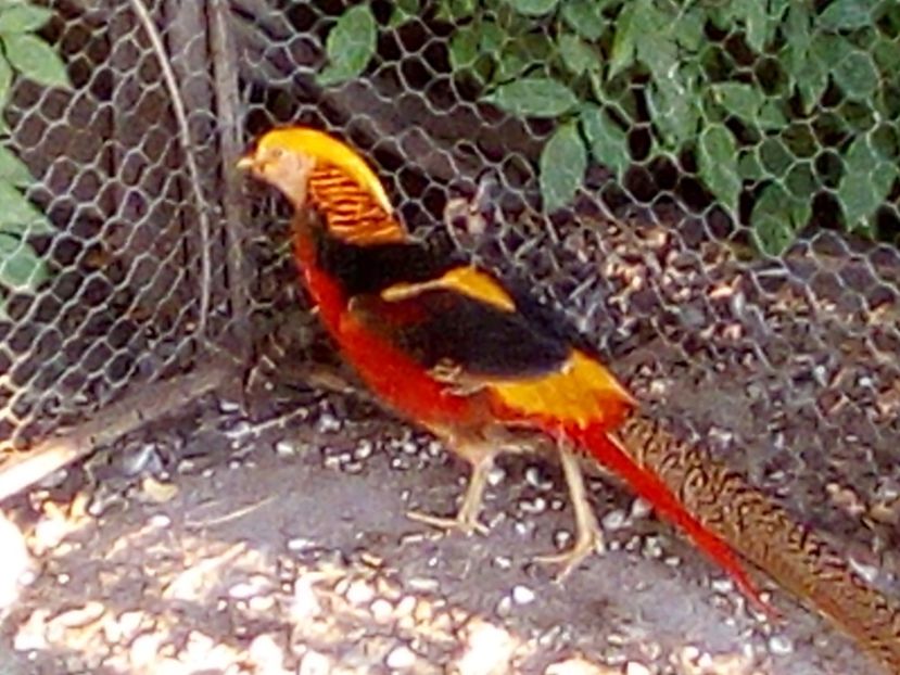  - Fazani de vanzare 2018