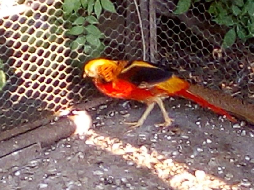  - Fazani de vanzare 2018