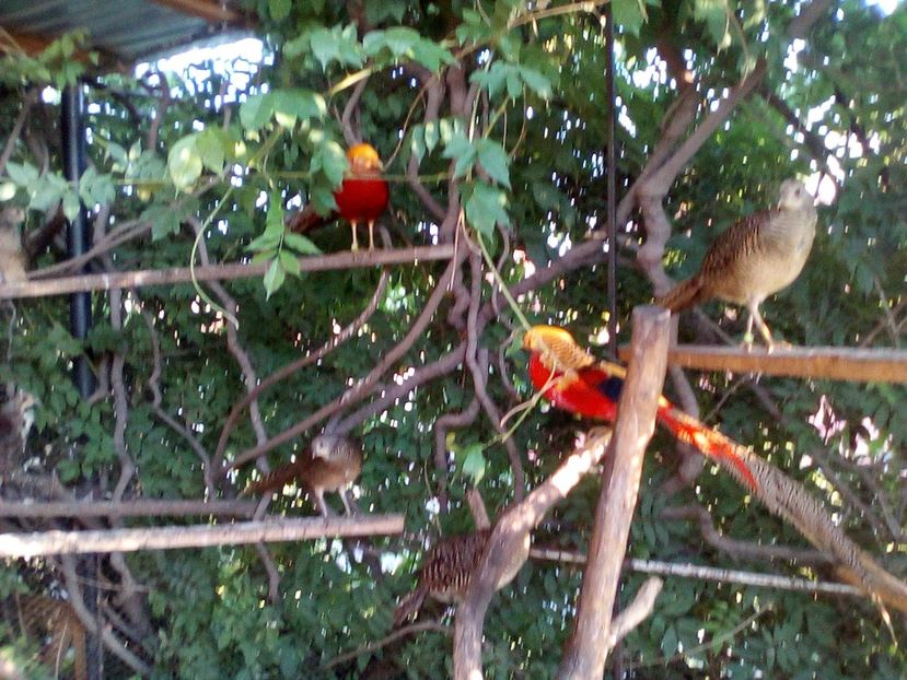  - Fazani de vanzare 2018