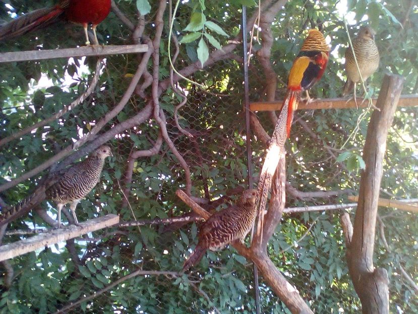  - Fazani de vanzare 2018