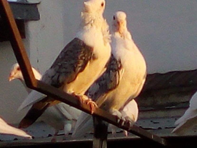  - Poste albe de vânzare 2019