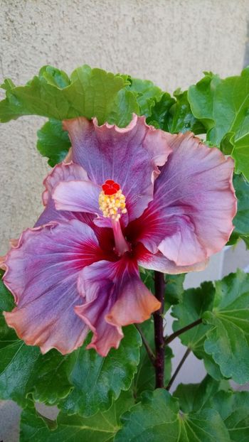  - Hibiscus din seminte