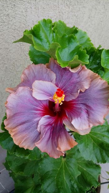  - Hibiscus din seminte