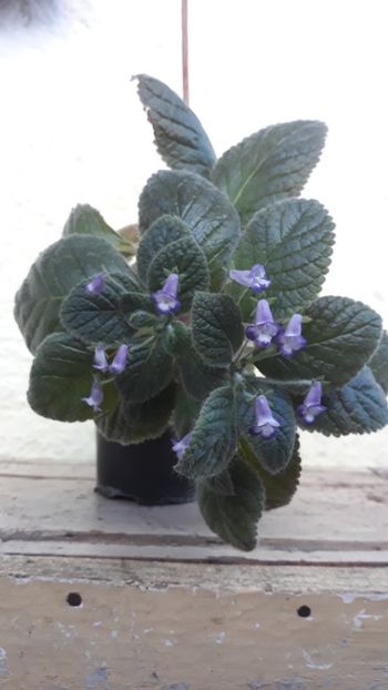 Andrieuxii Cornell - 001 2018 - Eucodonia si X smithicodonia