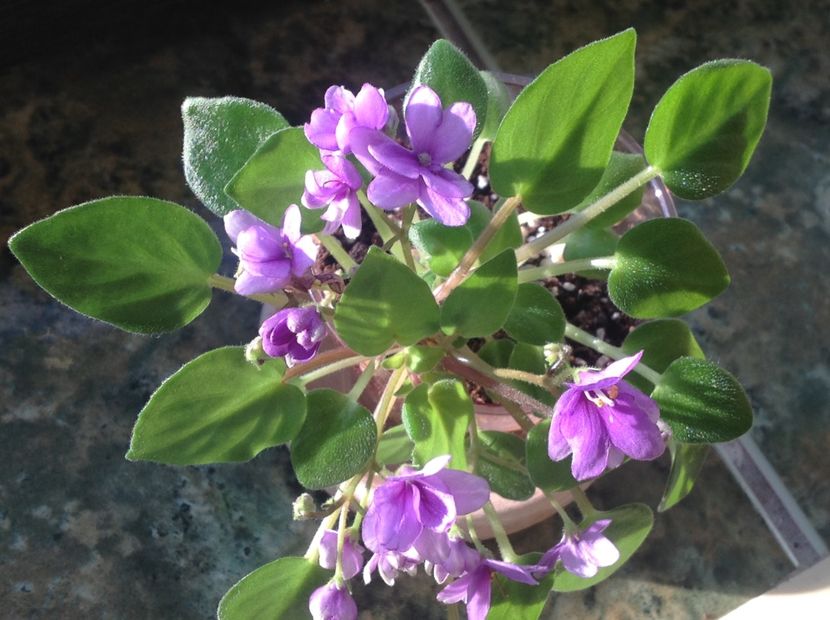  - Rob s HumptyDoo sport