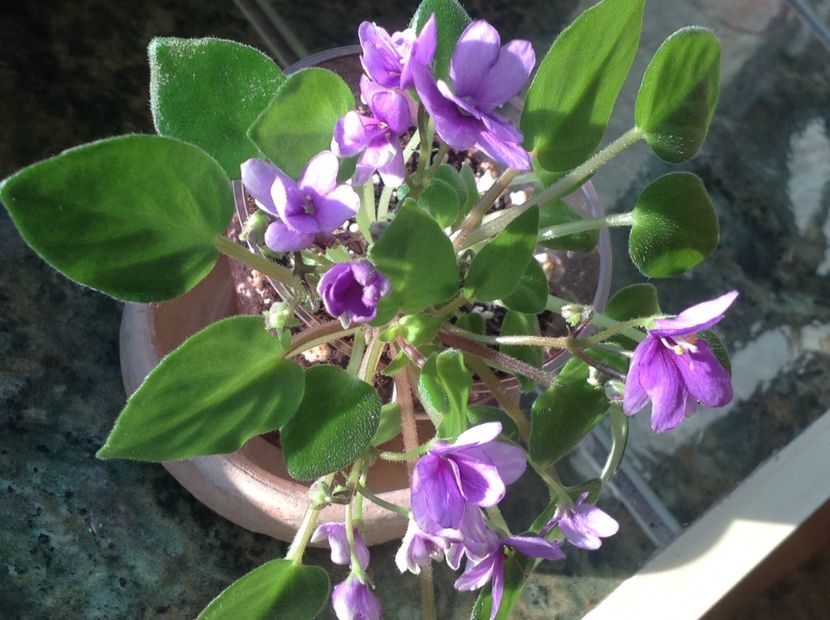  - Rob s HumptyDoo sport