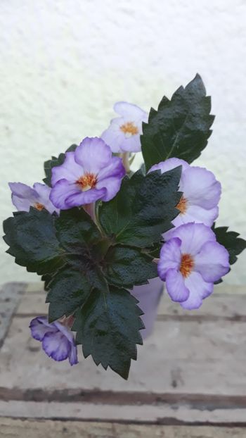  - 001 2021 - Little Lulu