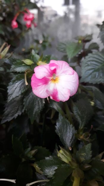  - R18 Royal Blush - renuntat