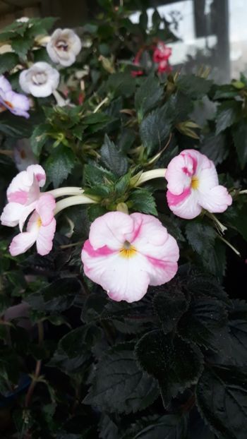  - R18 Royal Blush - renuntat