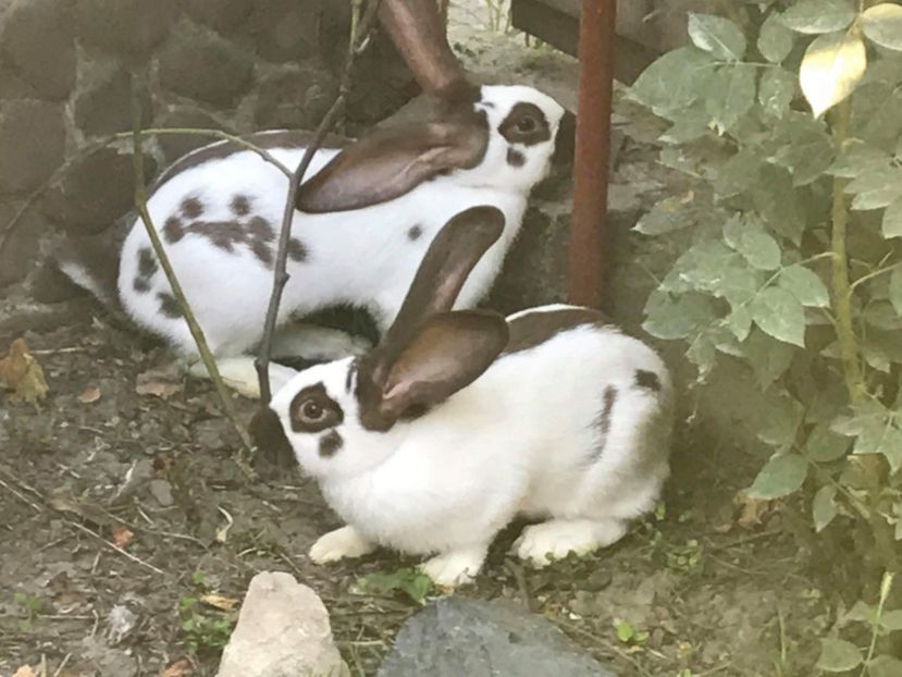 received_516387638822008 - Fluture german havana 2019