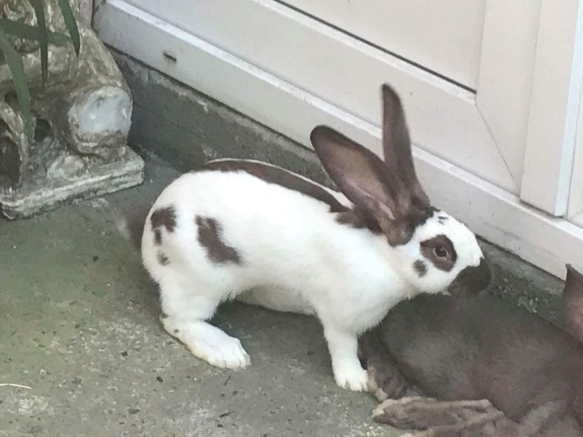 received_270495633558359 - Fluture german havana 2019