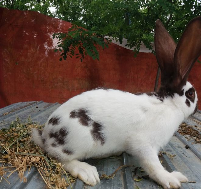  - Fluture german havana 2019