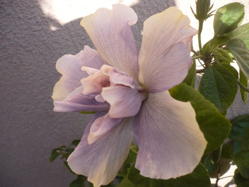 P1400096 - HIBISCUSI 2018-4
