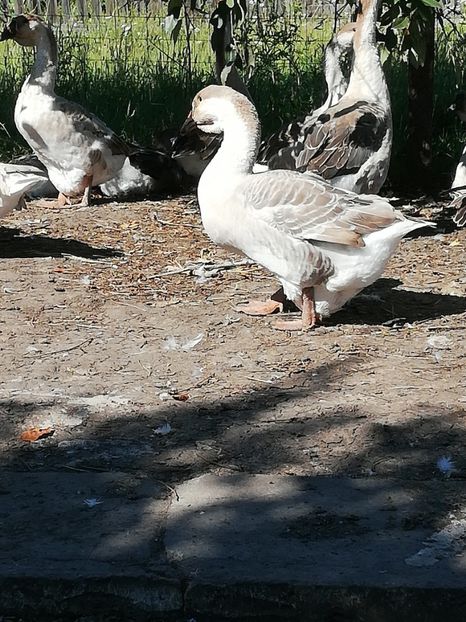  - Boboci de gasca africana 2018