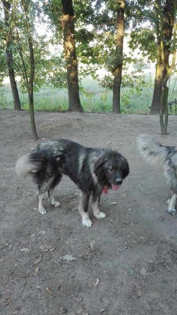  - TASHA si IGOR CIOBANESC CAUCAZIAN