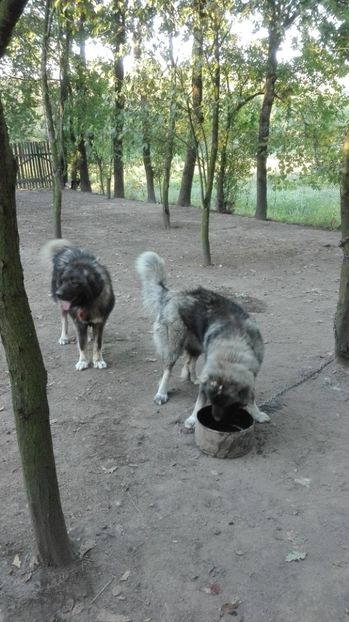  - TASHA si IGOR CIOBANESC CAUCAZIAN