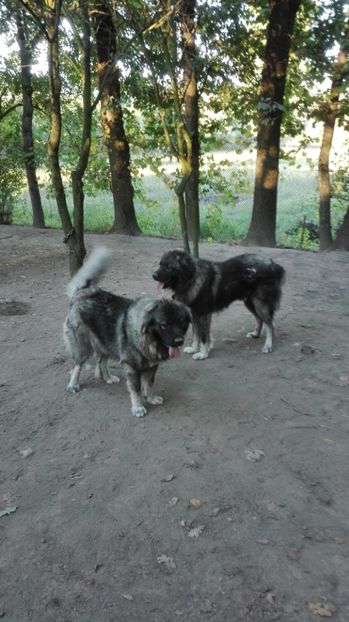  - TASHA si IGOR CIOBANESC CAUCAZIAN