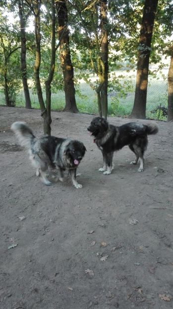  - TASHA si IGOR CIOBANESC CAUCAZIAN